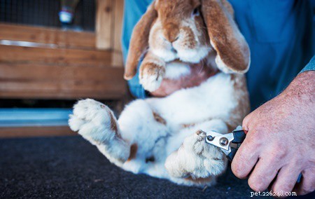 How to Handle Broken Rabbit Nails: Symptoms, Care, and Recovery Guide