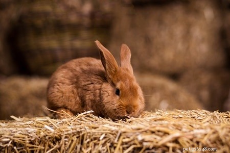 Do Pet Rabbits Experience Allergies? A Comprehensive Guide to Food, Seasonal, Hay, and Dust Triggers
