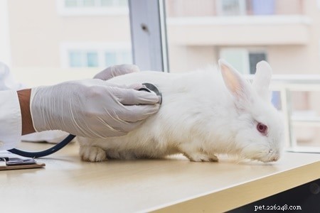 Effective Pain Management for Rabbits: Medications, Natural Remedies, and Surgical Care