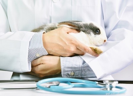 Effective Pain Management for Rabbits: Medications, Natural Remedies, and Surgical Care