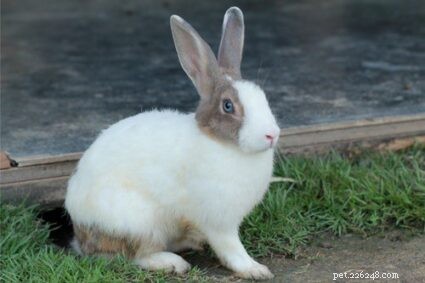 Top 5 Reasons Your Rabbit May Be Drooling Excessively