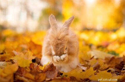 Top 5 Reasons Your Rabbit May Be Drooling Excessively