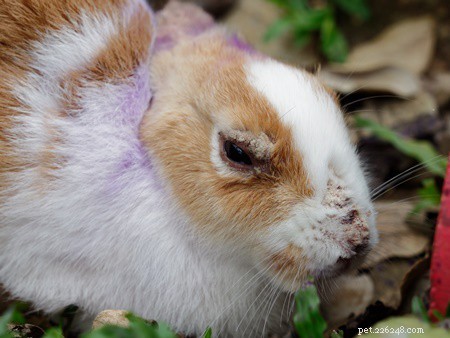Patchy Fur Loss in Rabbits: Causes, Symptoms, and Treatment