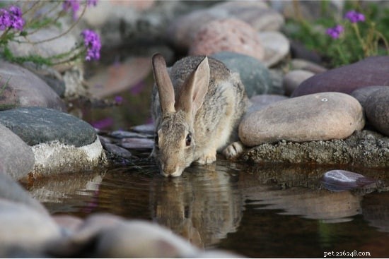 How Long Can Rabbits Survive Without Water? Expert Guide on Hydration & Health