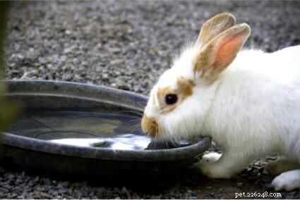 Understanding Excessive Thirst in Rabbits: Causes & Solutions