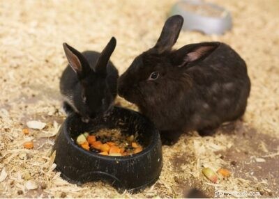 How to Feed Baby Rabbits for Optimal Growth