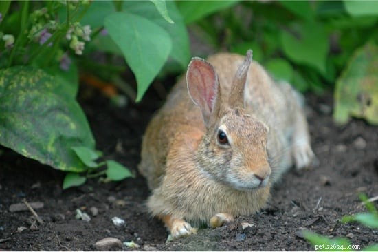 Are Rabbits Safe to Feed Parsnips? A Guide to Moderation and Health Benefits