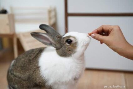 Do Rabbits Eat Meat? Understanding Their Natural Diet