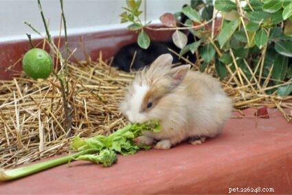 Is Celery Safe for Rabbits? Nutritional Benefits & Feeding Tips