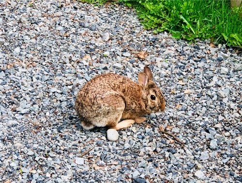 Do Rabbits Eat Insects? Understanding Their Natural Diet