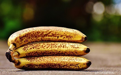 Can Rabbits Safely Enjoy Bananas? A Guide to Healthy Feeding