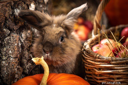 Are Rabbits Safe to Eat Pumpkin? A Comprehensive Guide to Seeds, Leaves, Puree & Stems