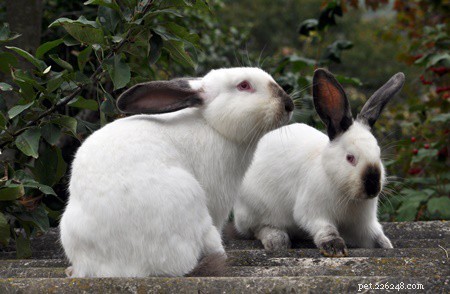 Safely Lower Your Rabbit’s Calcium Intake: Expert Tips