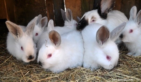 Safely Lower Your Rabbit’s Calcium Intake: Expert Tips