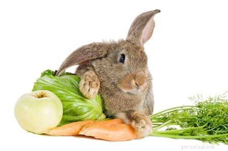 Safely Lower Your Rabbit’s Calcium Intake: Expert Tips