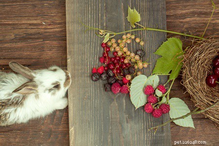 Are Blueberries Safe for Your Rabbit? Tips for Treating Them
