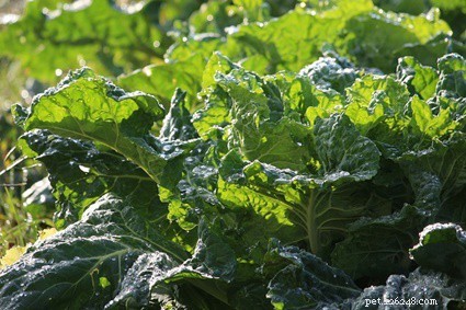 Are Collard Greens Safe for Your Rabbit? A Comprehensive Feeding Guide