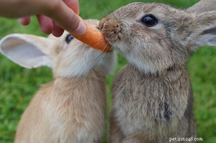 Why Carbohydrates Are Crucial for Your Rabbit s Well-Being