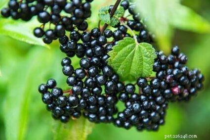 Can Rabbits Safely Eat Elderberries? Expert Guide