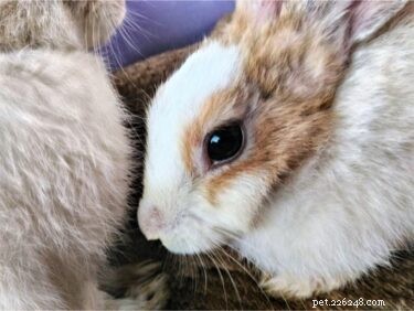 Are Potatoes Safe for Rabbits? A Comprehensive Guide to Raw, Cooked, and Plant Parts