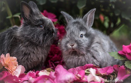 Why Rabbits Must Avoid Fabric: Protecting Their Health from Intestinal Blockages
