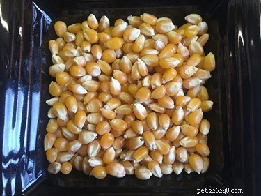 Why Rabbits Should Avoid Popcorn and Corn: Health Risks Explained