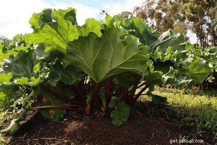 Rhubarb and Rabbits: Why This Common Vegetable is Toxic to Your Pet