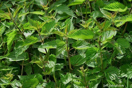 Are Stinging Nettles Safe for Rabbits? Fresh, Dried, and Dead Leaves Explained
