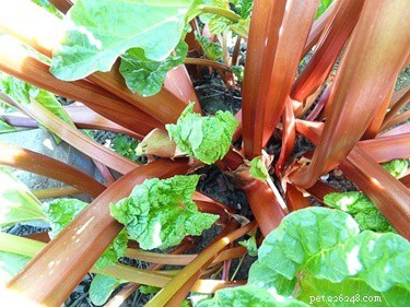 Rhubarb and Rabbits: Why This Common Vegetable is Toxic to Your Pet