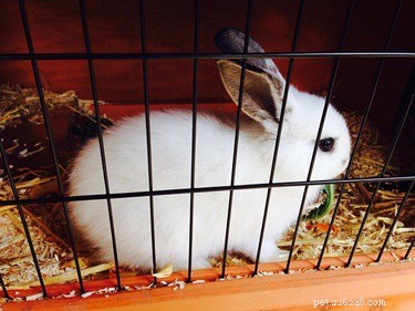 Prevent Your Rabbit’s Water Bottle From Freezing: Easy Winter Tips