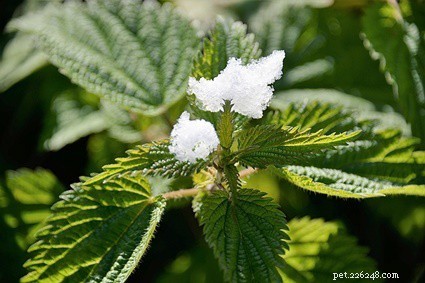 Are Stinging Nettles Safe for Rabbits? Fresh, Dried, and Dead Leaves Explained