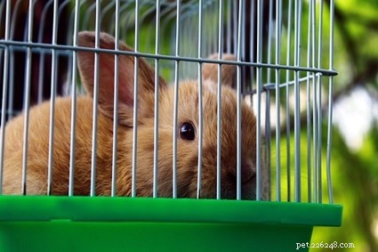 Prevent Your Rabbit’s Water Bottle From Freezing: Easy Winter Tips