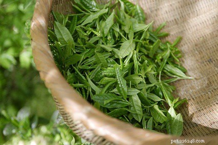 Are Rabbits Safe to Drink Tea? A Guide to Green, Chamomile, Peppermint & Herbal Options