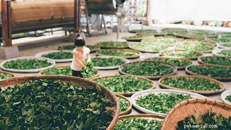 Are Rabbits Safe to Drink Tea? A Guide to Green, Chamomile, Peppermint & Herbal Options