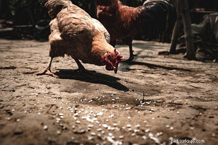 Are Chicken Pellets Safe for Rabbits? A Dietary Guide