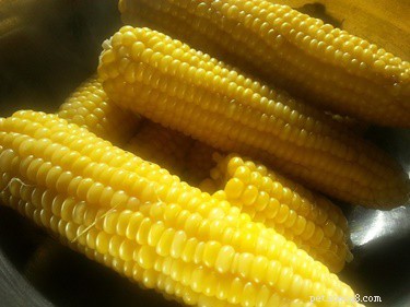 Can Rabbits Safely Eat Sweetcorn? – Health Risks & Why It’s Best to Avoid