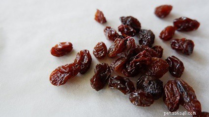 Raisins for Rabbits: Safe? Nutritional Benefits & Risks