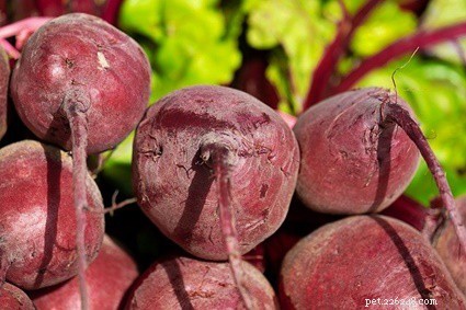 Is Beetroot Safe for Rabbits? A Guide to Feeding This Superfood