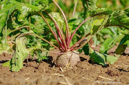 Is Beetroot Safe for Rabbits? A Guide to Feeding This Superfood