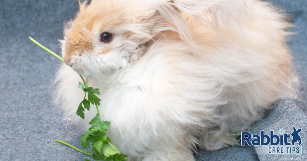 Cilantro for Rabbits: Safe, Nutritious, and Easy to Serve
