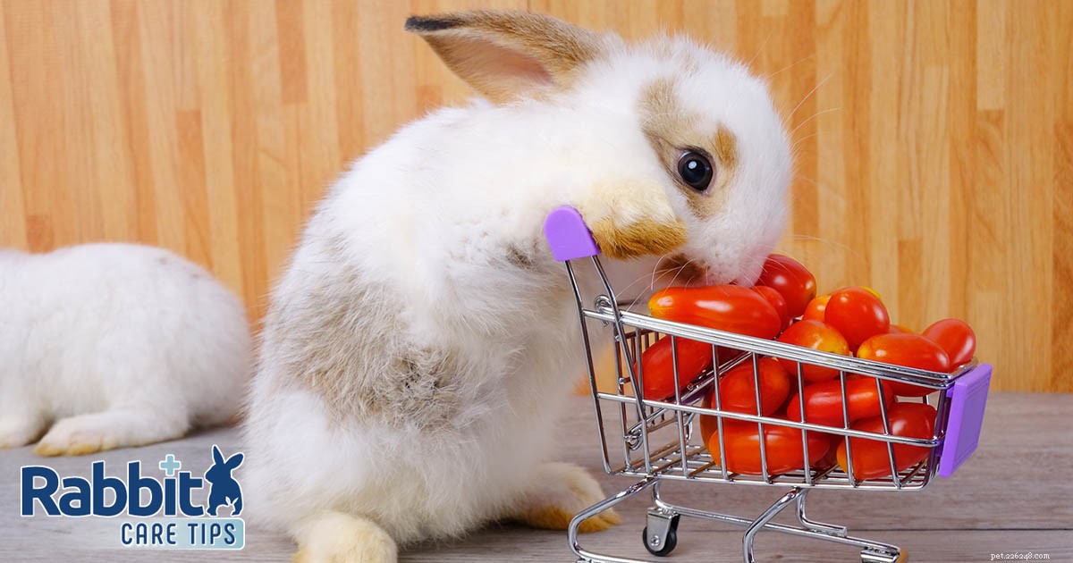 Are Tomatoes Safe for Rabbits? A Guide to Feeding Tomatoes to Your Bunny