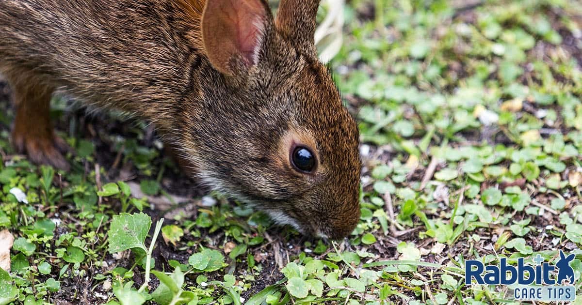 Wild Rabbit Diet: What They Naturally Eat