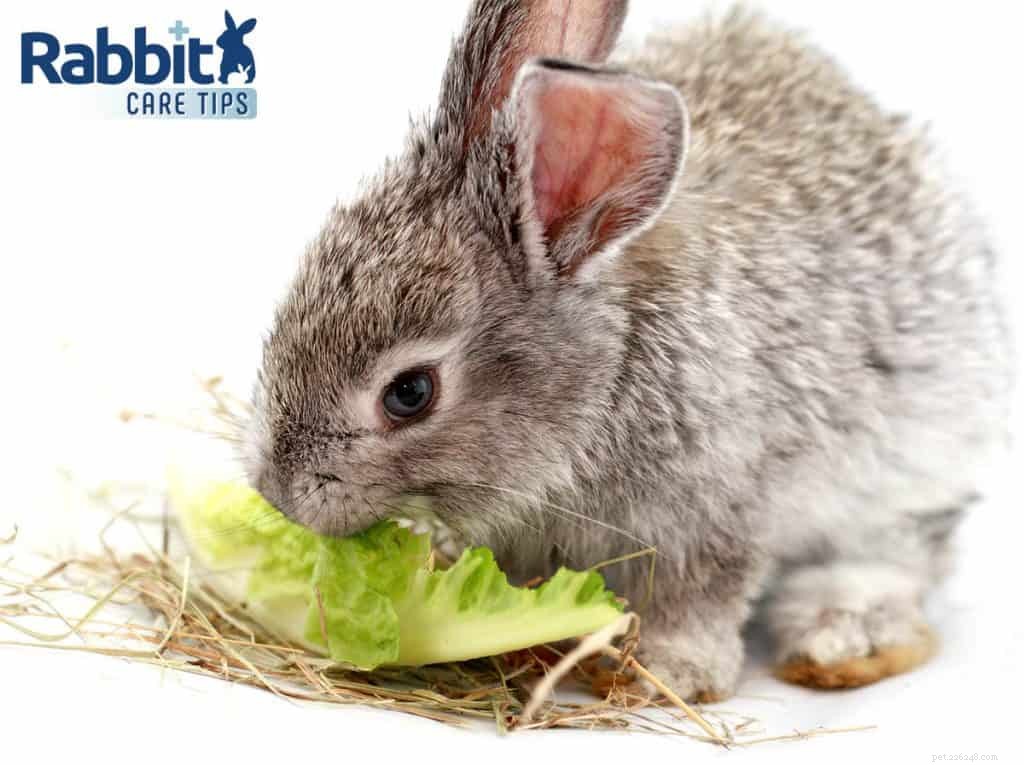 Romaine Lettuce for Rabbits: Safe, Moderately Delicious