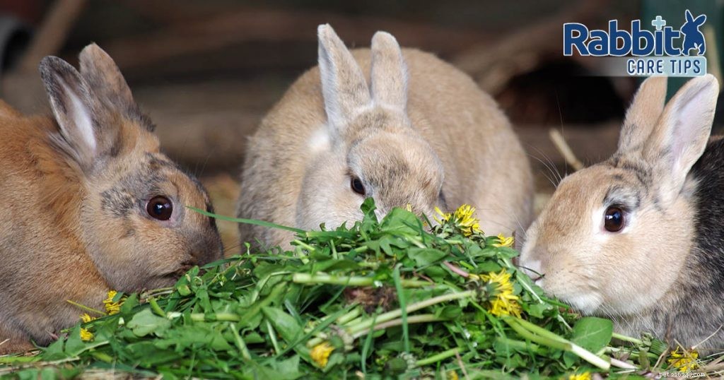 Dandelions: A Safe, Nutritious Treat for Your Rabbit