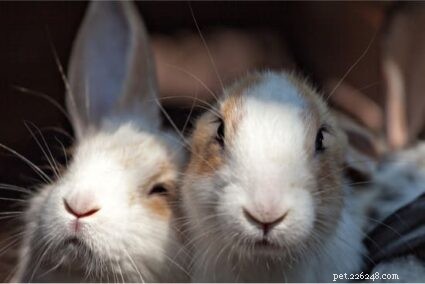 11 Items Your Rabbit Must Avoid Chewing for Safety