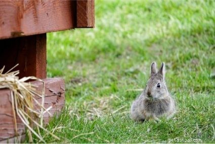 11 Items Your Rabbit Must Avoid Chewing for Safety
