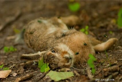 Proper Ways to Dispose of a Deceased Pet Rabbit