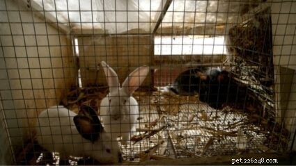 11 Items Your Rabbit Must Avoid Chewing for Safety