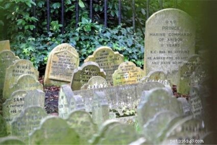 Proper Ways to Dispose of a Deceased Pet Rabbit