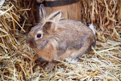 Choosing the Right Bedding for Your Rabbit: Comfort, Safety, and Health